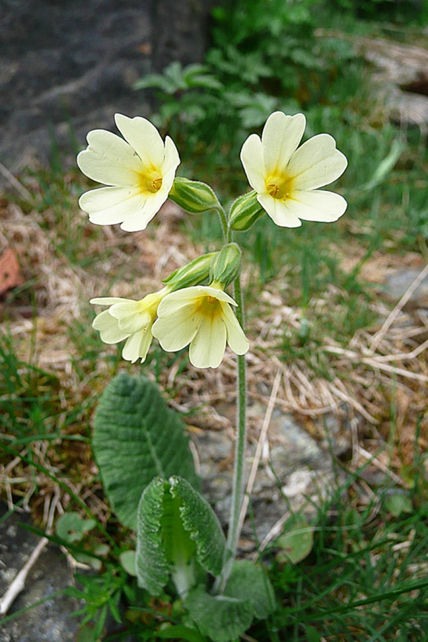 Printemps  Azet (Htes Pyrnes)