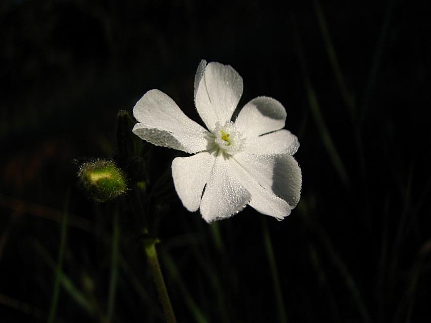 Silne ou compagnon  blanc 
