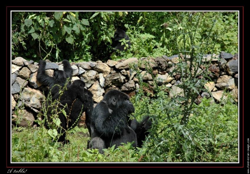 Je voulais vous dire - Gorilles  table