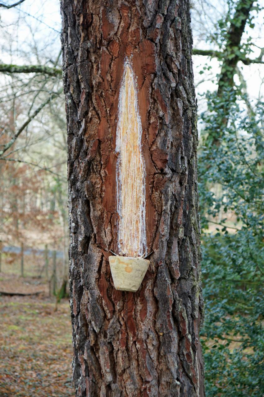 Sur les pas de Franois Mauriac