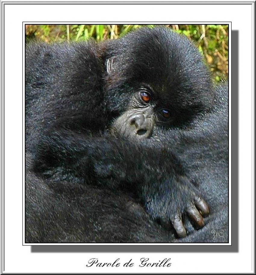 Je voulais vous dire - Parole de Gorille
