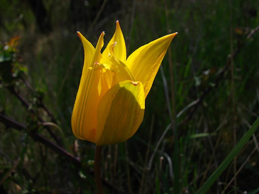 Tulipe sauvage 
