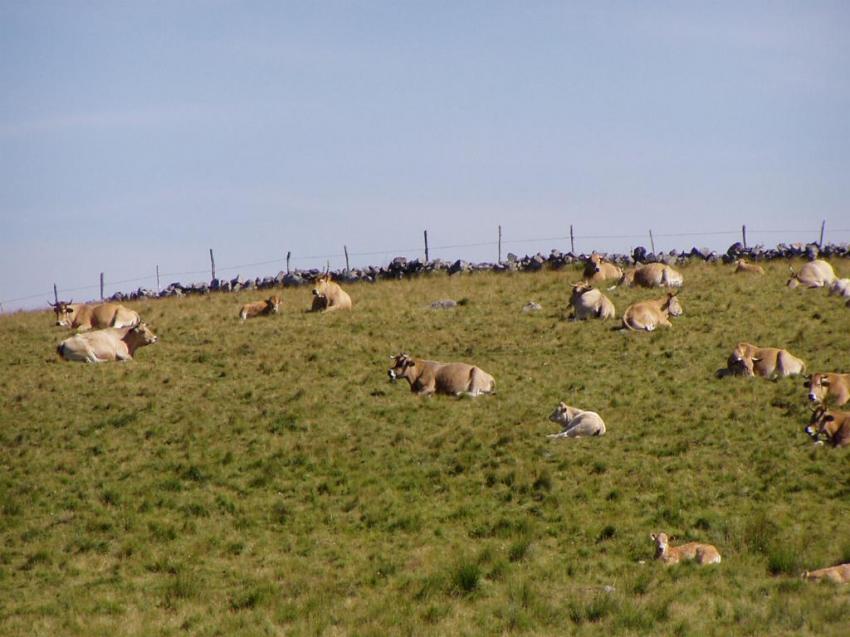 vaches vers nasbinals