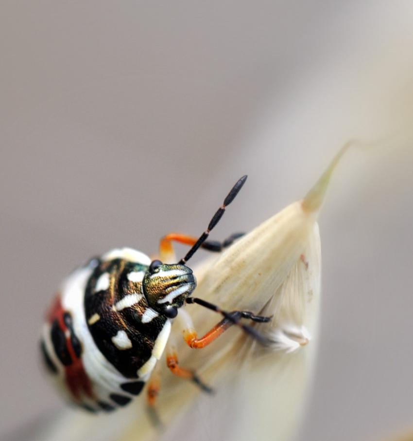 t 2010 : un bien bel habit...