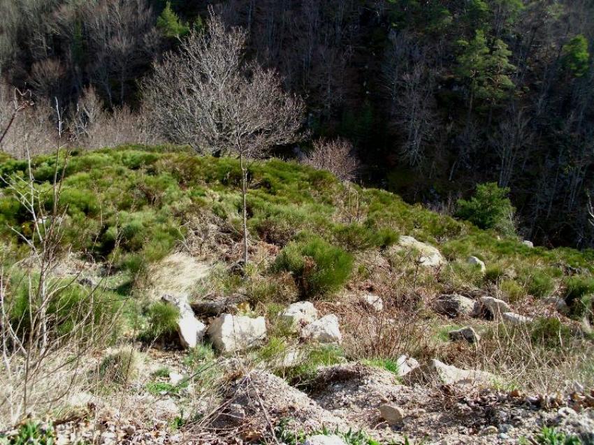 colde rhodes dourbie