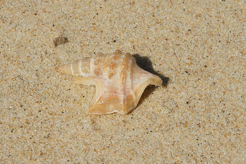 Escale au Banc d'Arguin