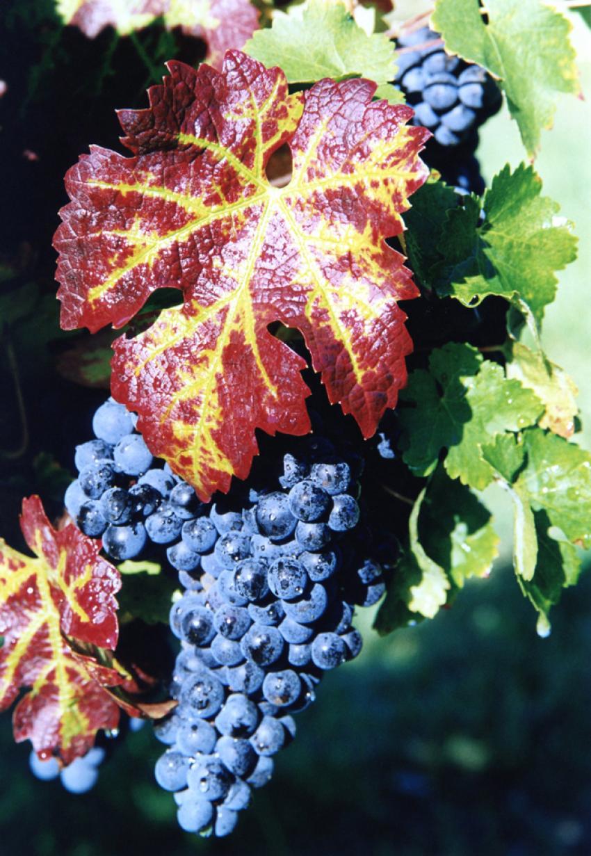 La Vigne ( Entre-deux-Mers )