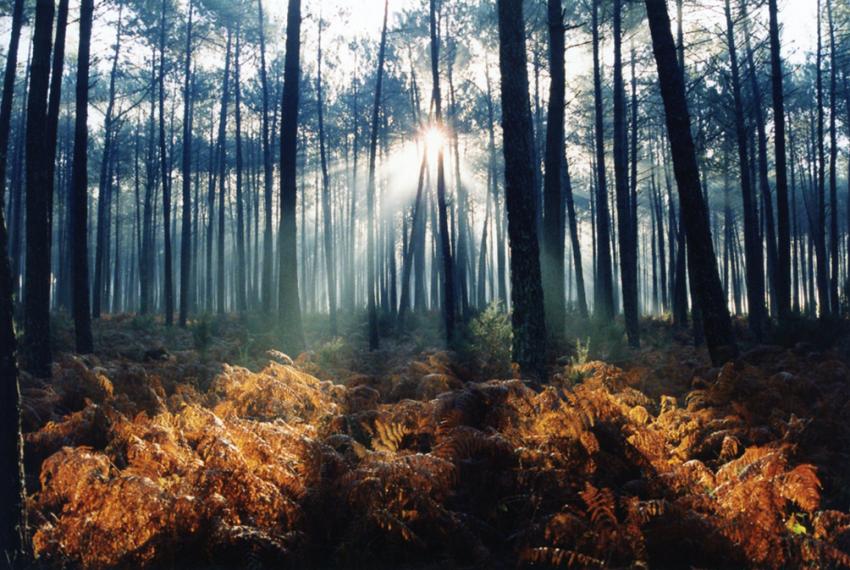 Lac de Lon ( Landes)