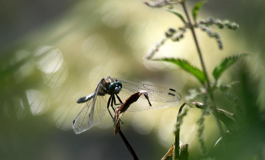 Orthetrum albistylum