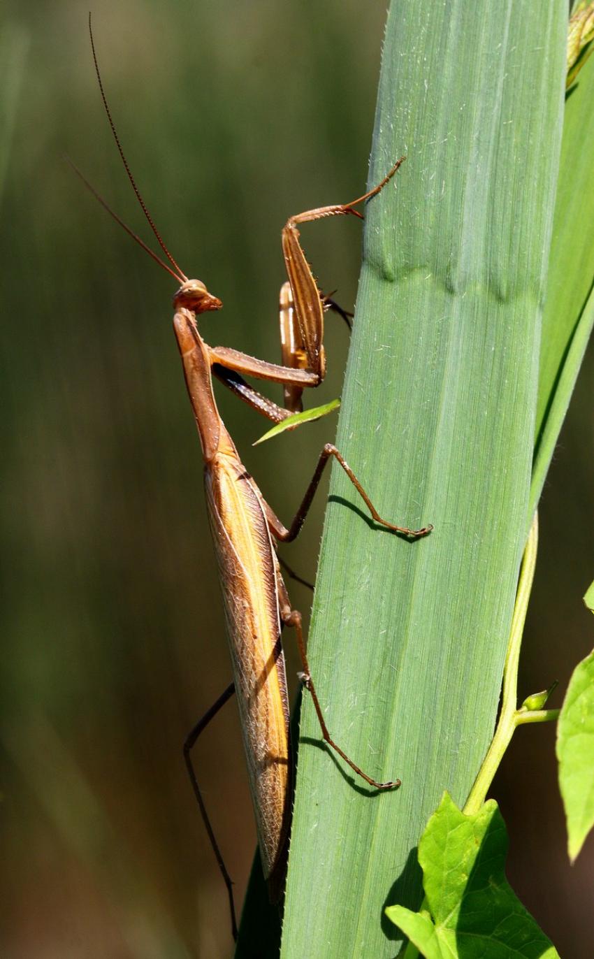 Mante religieuse (2)