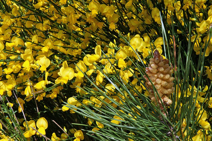 Le lac d'Aureilhan au printemps