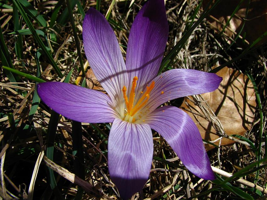 Crocus sauvage