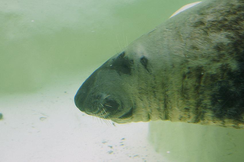 Phoques gris (Muse de la mer  Biarritz)