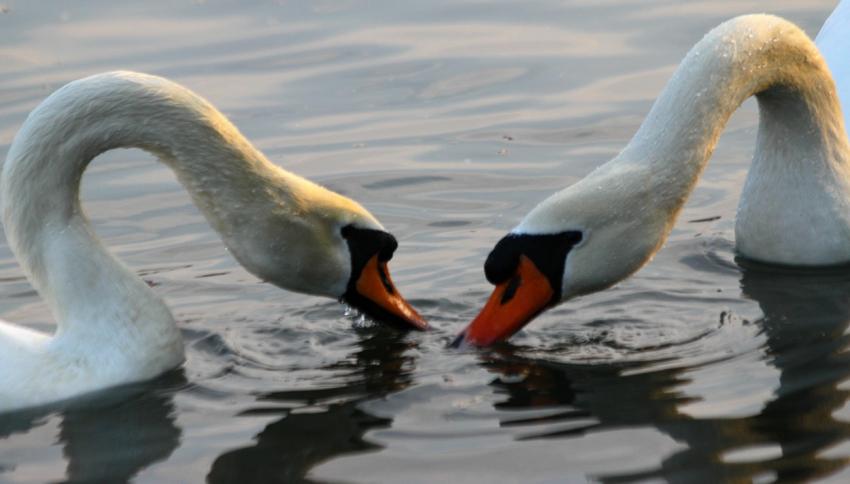 Regarde... C'est toujours le mme qui nous photogr