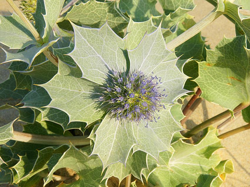 Escale au Banc d'Arguin