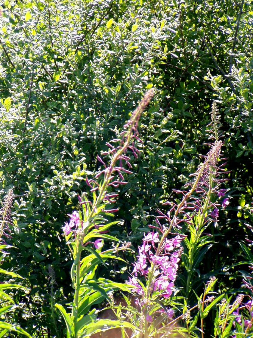 fleurs du col bonnecombe