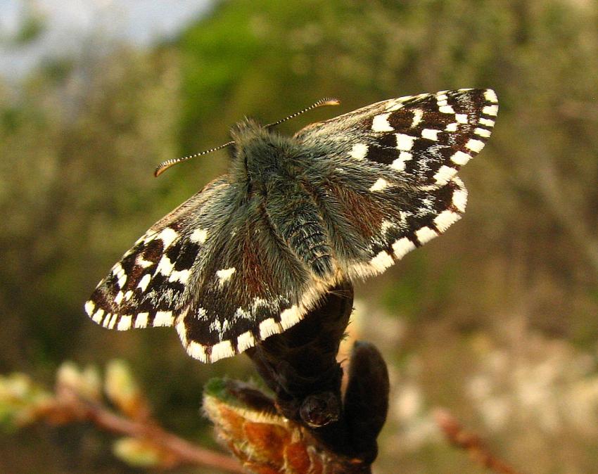 l'hesperie de la mauve 