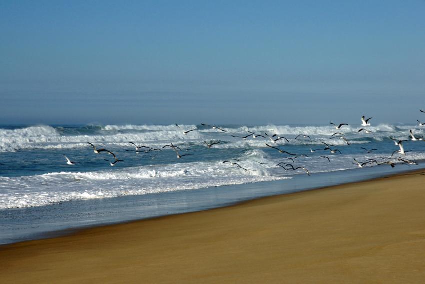 Le Courant d'Huchet (Landes)