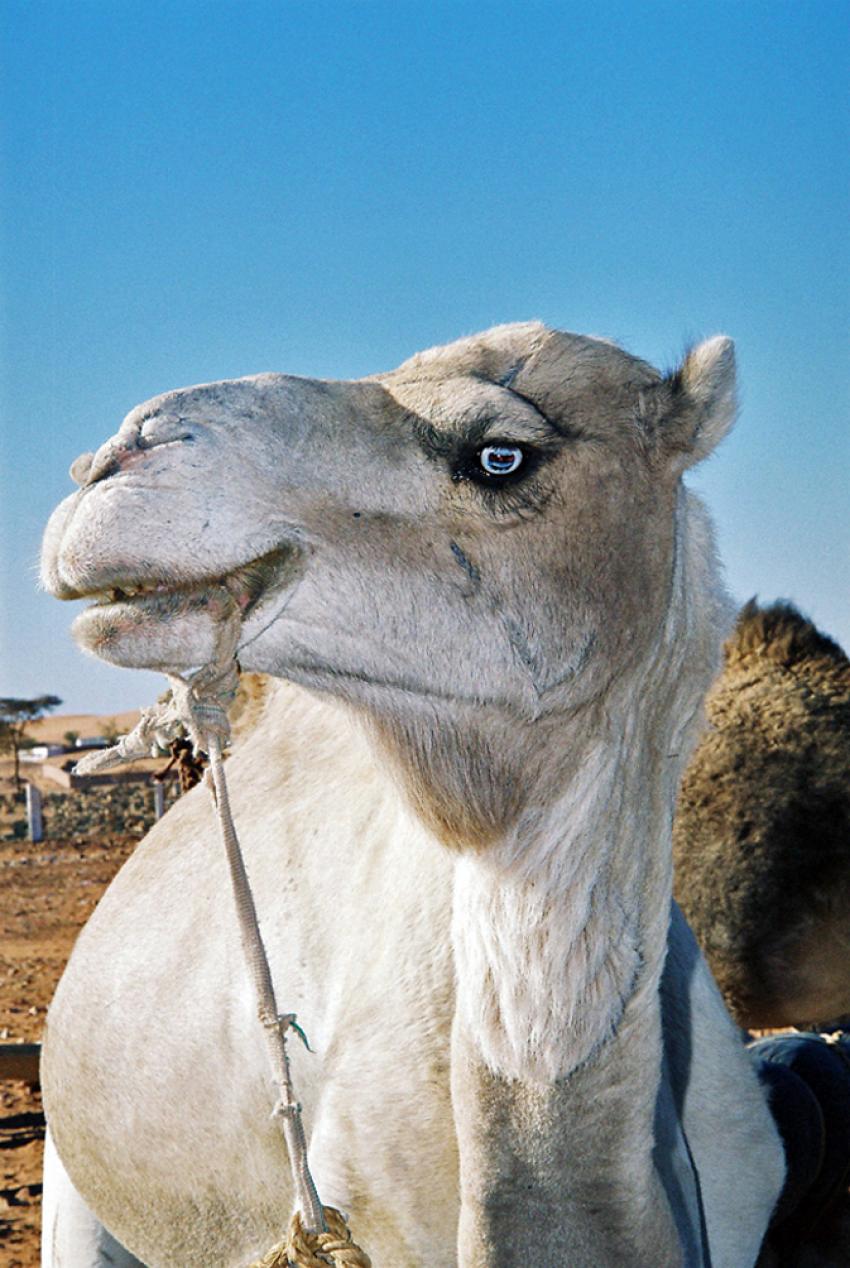 Sur les traces de Thodore Monod (Mauritanie)