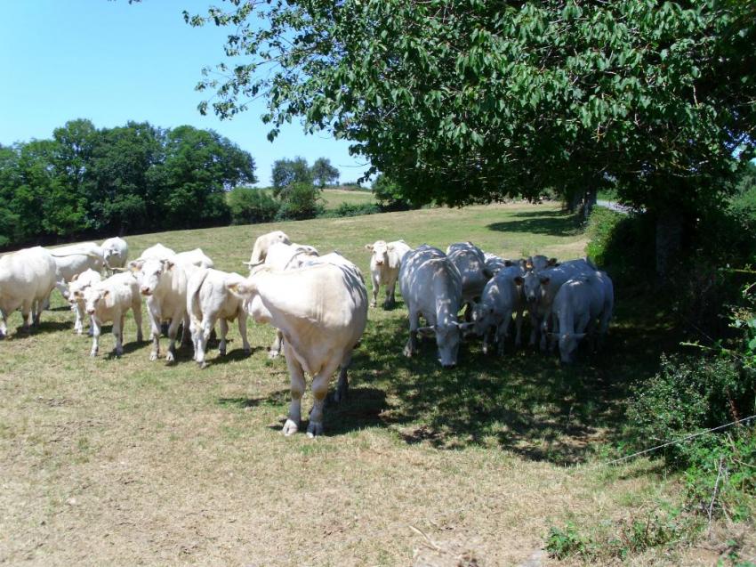 vache vers calmont