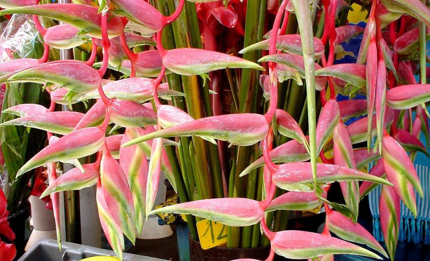 couleurs et senteurs de la Runion .