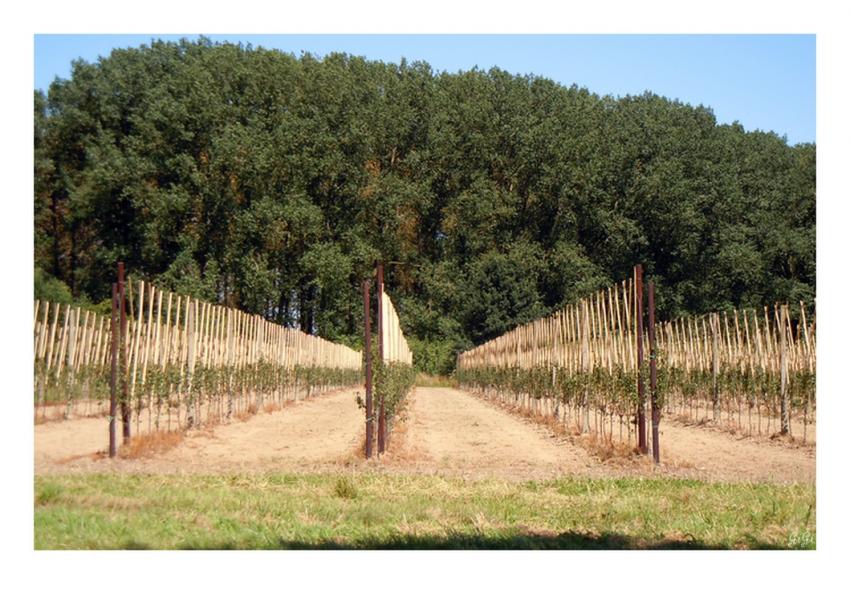 Alignement feuillu...