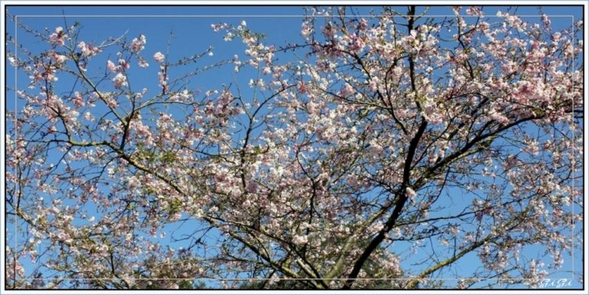 Peites fleurs du printemps.