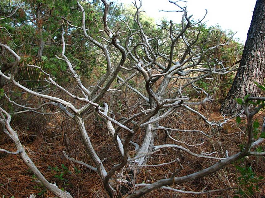 Squelette d'un genvrier 