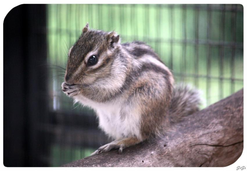 GRrrrrrrrrrrrrrrrrrrr, miam, miam!!!!!