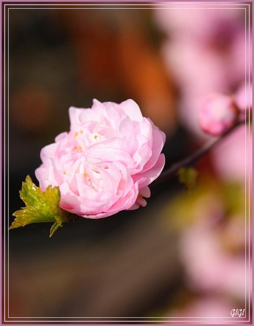 Symphonie en rose 3.