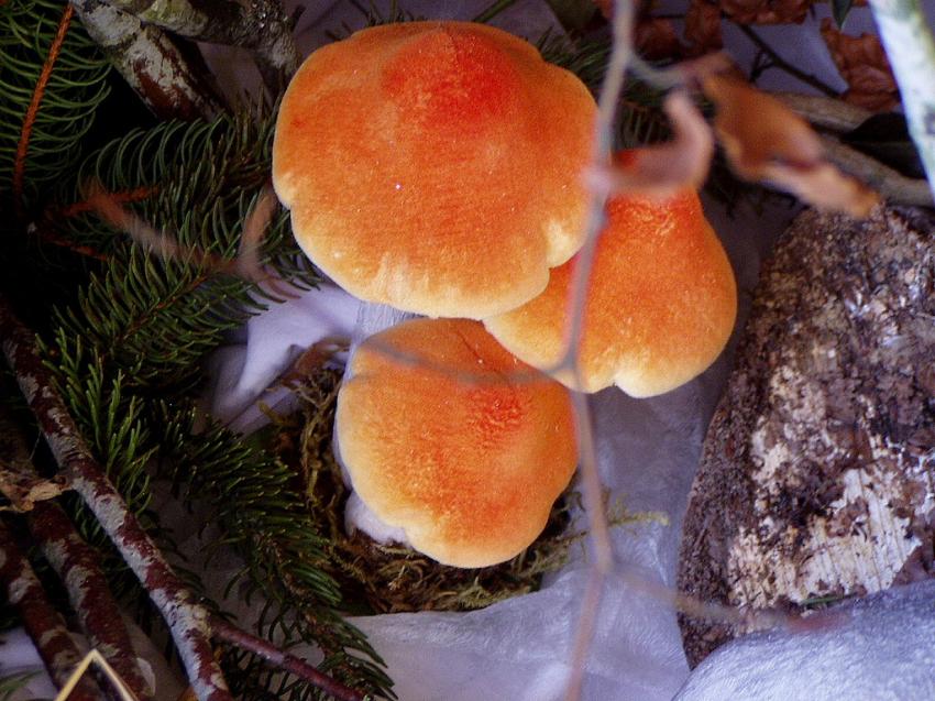 decor du village d'angles