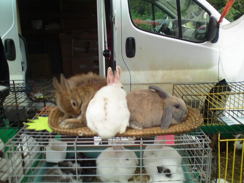 lapins sur un plateau !