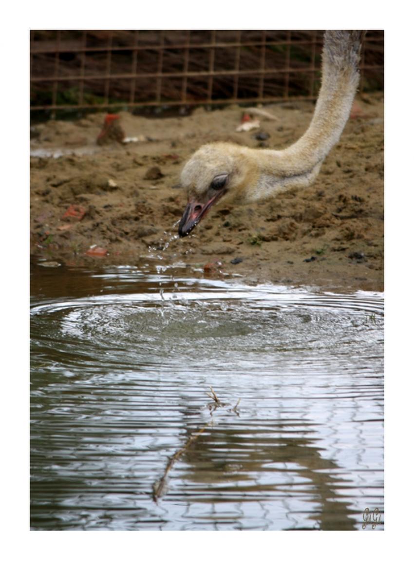 La tte dans..... l'eau !!!!!