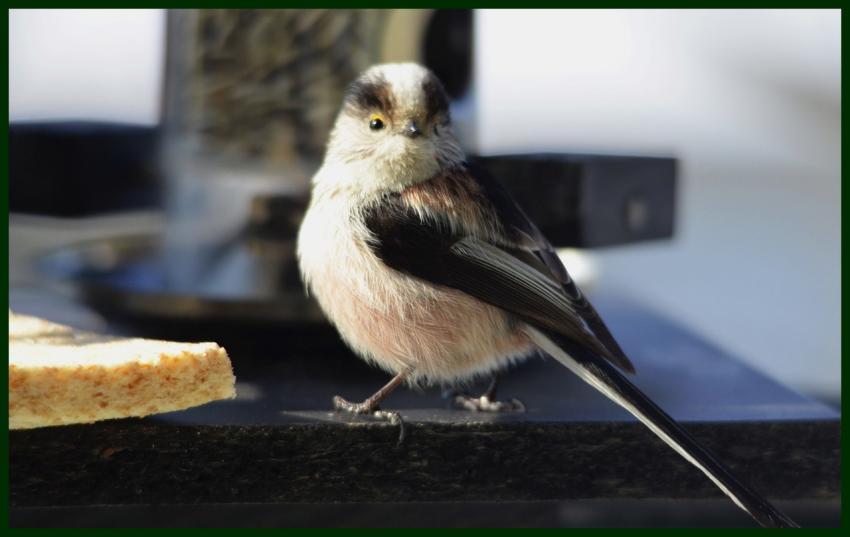 Msange a longue queue