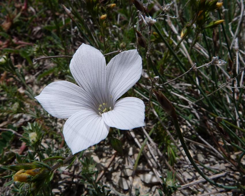 Lin a feuilles de salsola 