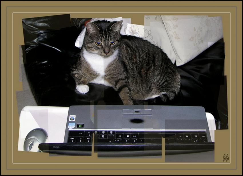 Mysty et l'ordinateur.