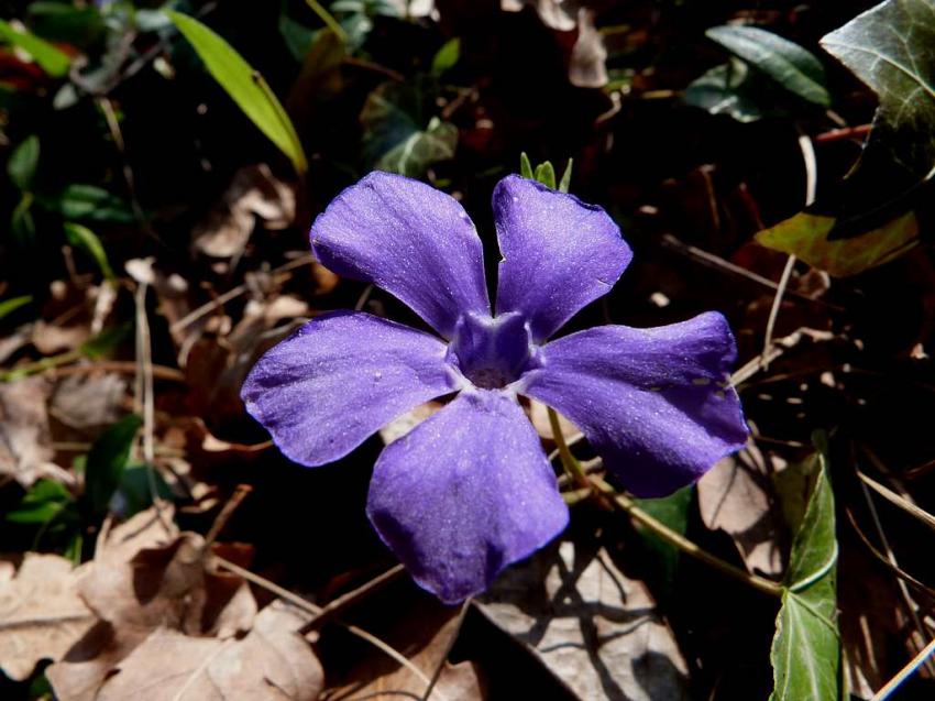 Premire pervenche sauvage 