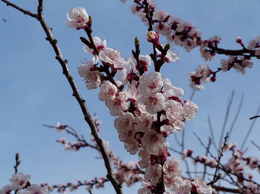Fleurs de pcher de vigne