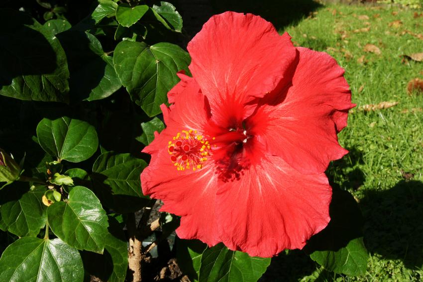 Hibiscus