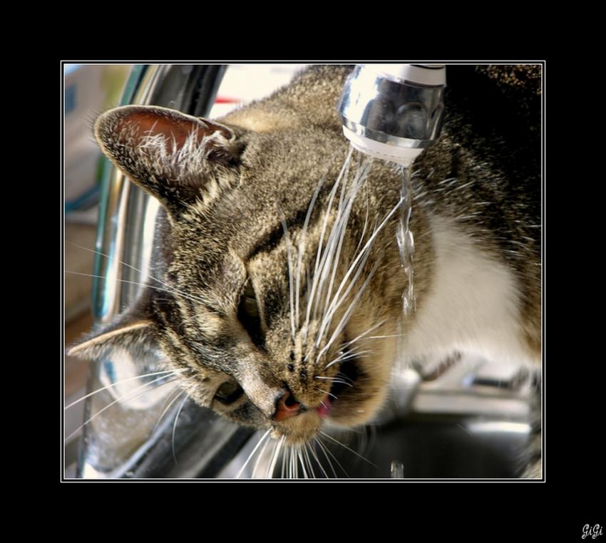 Mysty et le robinet.