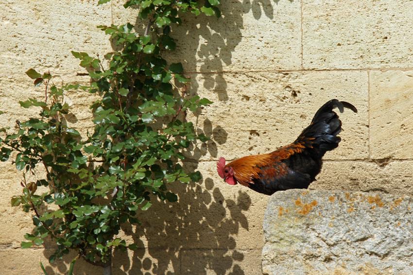 Le Coq