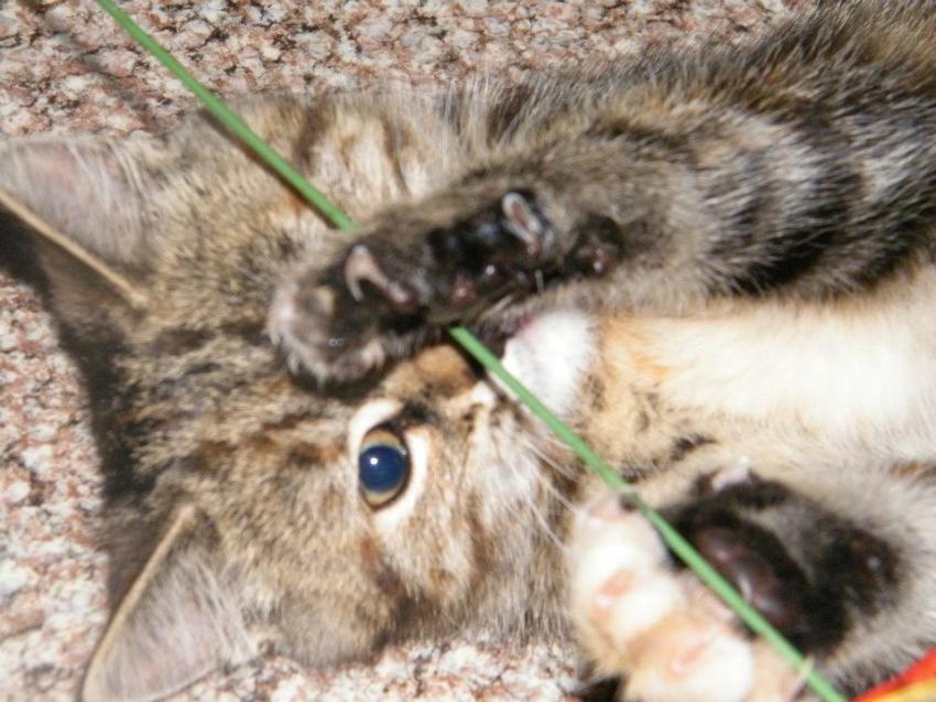 Chatons # Chat # Chattes # Chatonnes