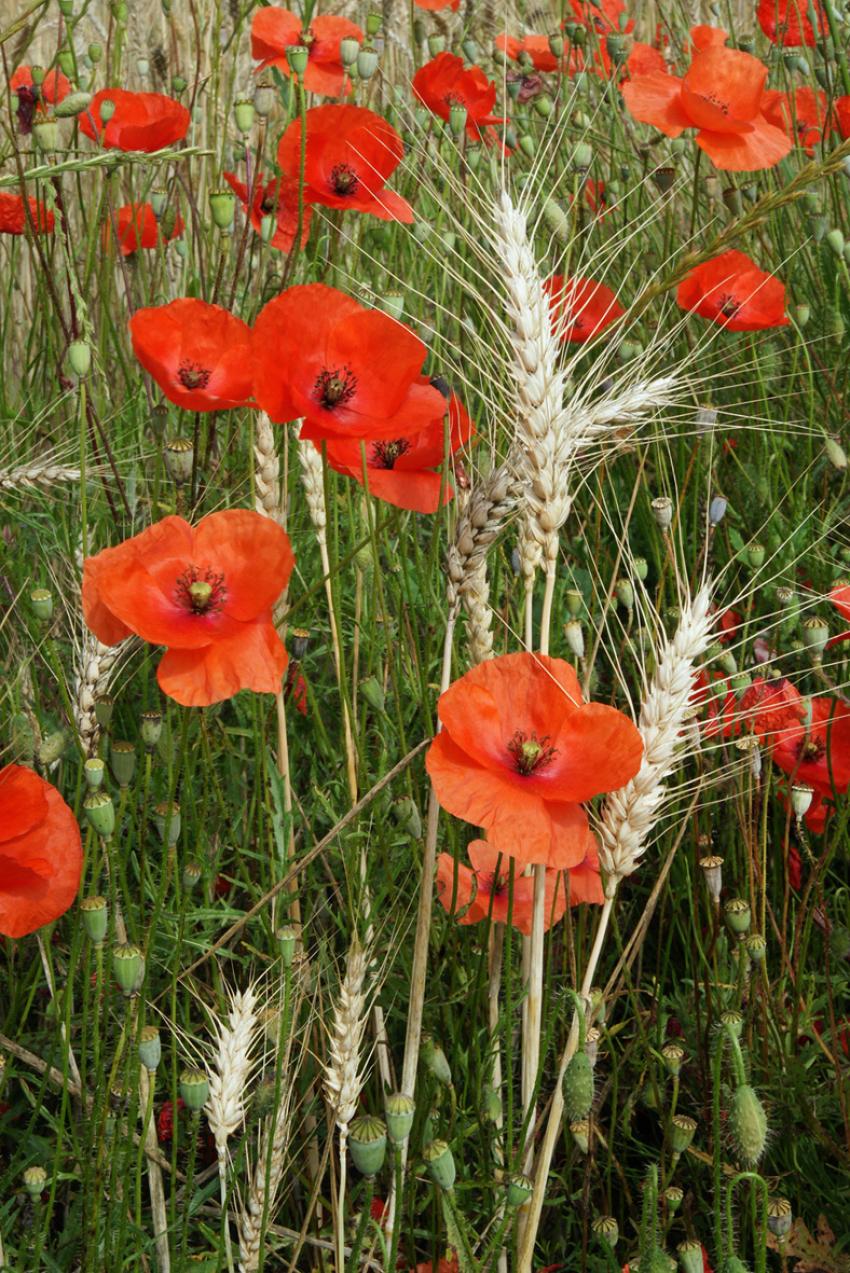 Coquelicots dans les bls