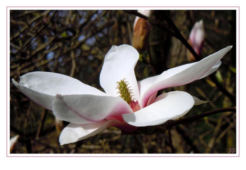 Magnolia for ever.....