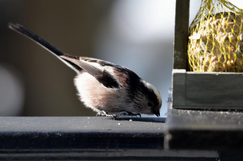 Msange a longue queue