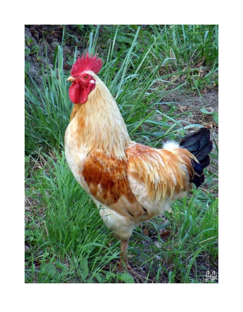 Cocorico...............