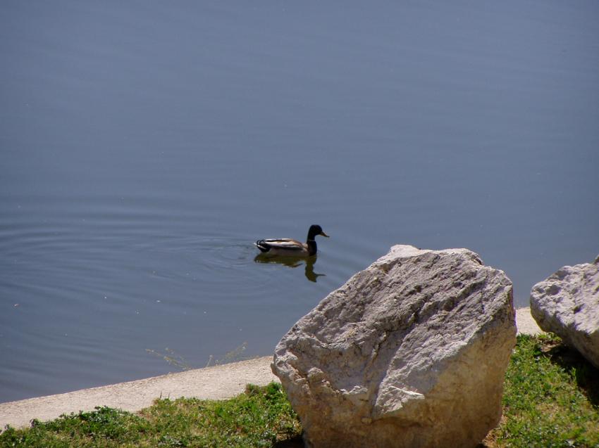 lez et canard montpellier