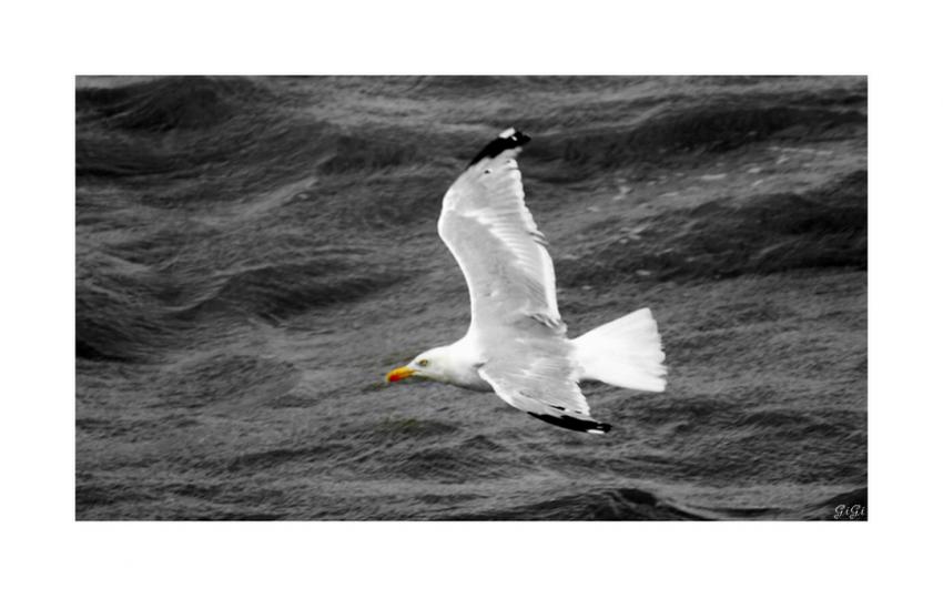 Vol .................