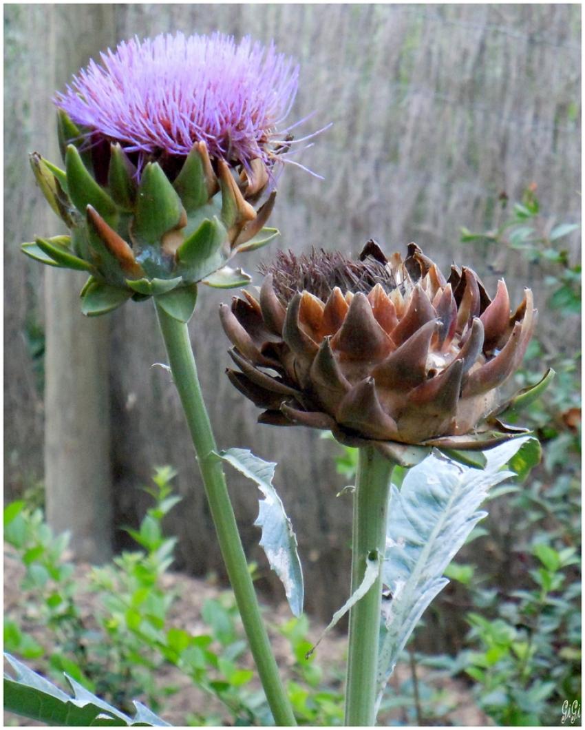 Fleur d'arttichaut