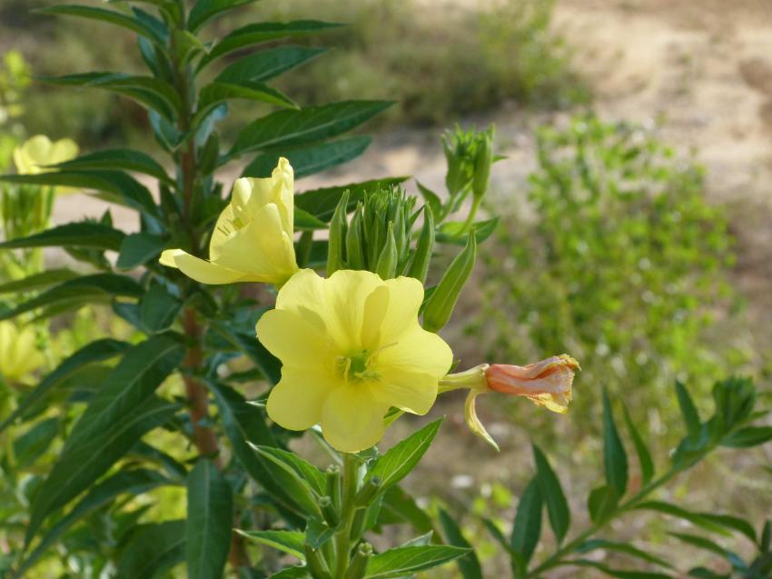 Fleurs de navet ou rave sauvage 